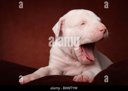 gähnender American Bulldog Welpe / yawning American Bulldog Puppy Stock Photo