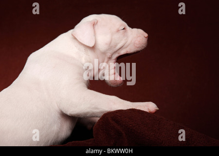 gähnender American Bulldog Welpe / yawning American Bulldog Puppy Stock Photo