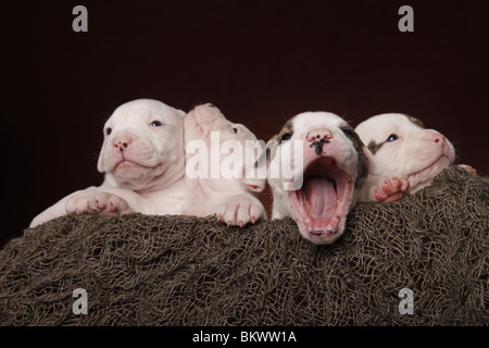 gähnender American Bulldog Welpe / yawning American Bulldog Puppy Stock Photo