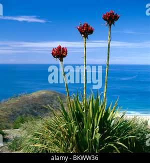 Small bird perched on Gymea Lily at Governor Game Lookout, Garie Beach, Royal National Park, New South Wales, Australia Stock Photo