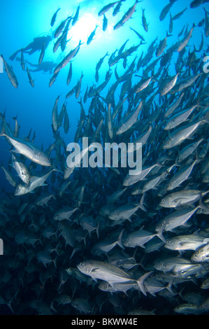Large school of Bigeye Trevally, Caranx sexfasciatus, silhouette of divers in background, Layang Layang, Sabah, Malaysia, Borneo