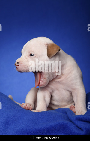 gähnender American Bulldog Welpe / yawning American Bulldog Puppy Stock Photo