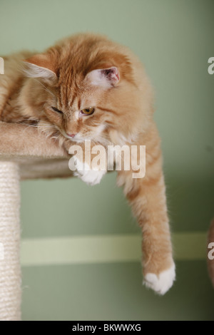 junger Sibirischer Kater / young Siberian tomcat Stock Photo