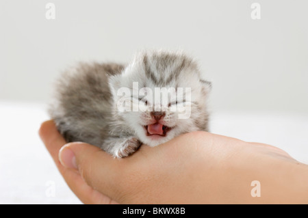 British Shorthair cat - kitten lying on hand Stock Photo