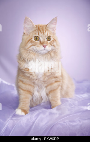 junger Sibirischer Kater / young Siberian tomcat Stock Photo