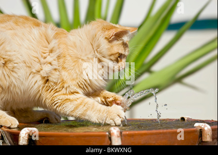 Domestic cat. Adult playing with water fountain Stock Photo