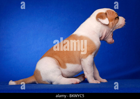 gähnender American Bulldog Welpe / yawning American Bulldog Puppy Stock Photo