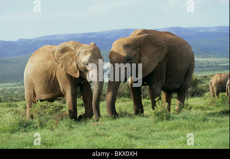 two African Elephants meadow / Loxodonta africana Stock Photo