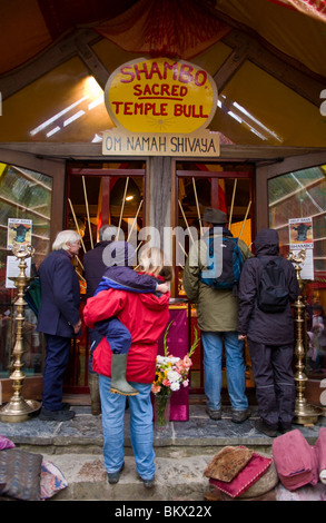 Shambo the sacred bull in his temple at Skanda Vale Hindu community ...
