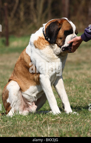 Saint Bernard Dog Adult Sitting On Grass Stock Photo 278299952