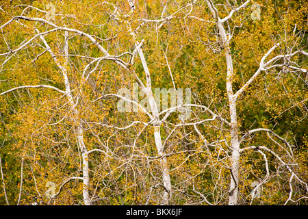 Quaking aspen trees, Populus tremuloides, on the edge of a hay field on a farm in Scarborough, Maine.  Fall. Stock Photo