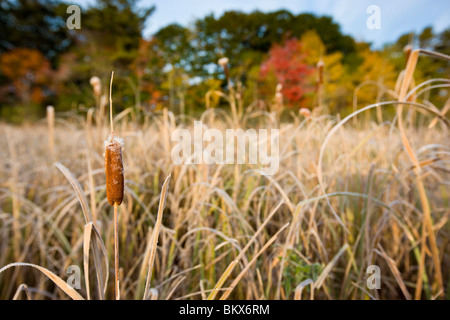 Fall foliage and cattails in a wetland on the Benjamin Farm in Scarborough, Maine. Stock Photo