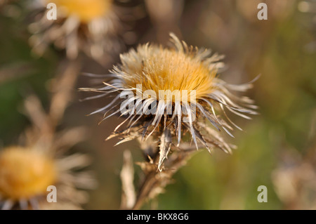 Common carline thistle (Carlina vulgaris) Stock Photo