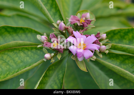 Rose cactus (Pereskia grandifolia) Stock Photo