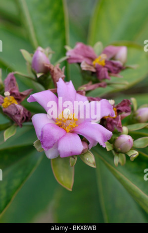 Rose cactus (Pereskia grandifolia) Stock Photo