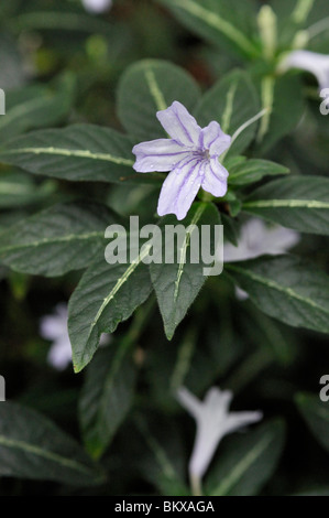 Monkey plant (Ruellia makoyana) Stock Photo