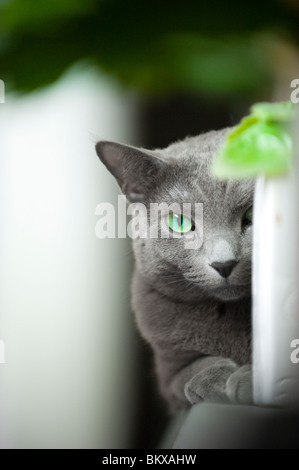 Portrait of a Russian Blue purebred cat peeking out from behind a flower pot Stock Photo