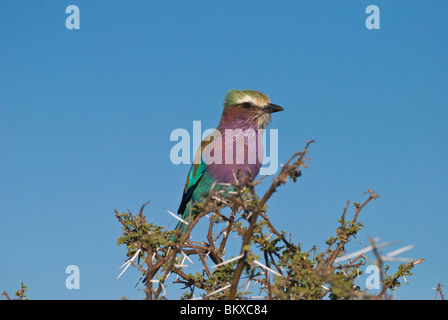 Lilac-breasted Roller (Coracias caudata) single adult on top of acacia tree in Etosha National Park, Namibia, Southern Africa Stock Photo