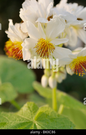 African hemp (Sparrmannia africana) Stock Photo