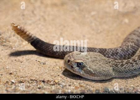 Aruba rattlesnake Stock Photo