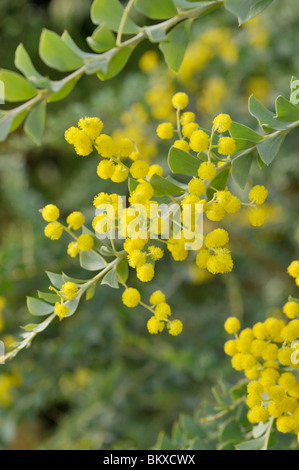 Knife leaf wattle (Acacia cultriformis) Stock Photo