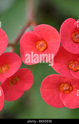 Crown of thorns (Euphorbia milii var. splendens) Stock Photo