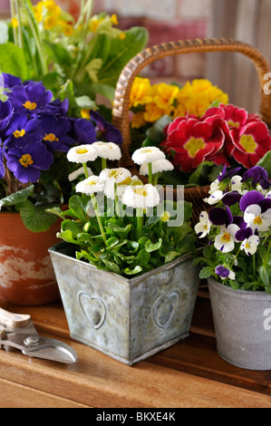 Common daisy (Bellis perennis), comon primroses (Primula vulgaris syn. Primula acaulis) and horned pansies (Viola cornuta) Stock Photo