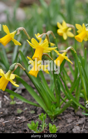 Cyclamen-flowered daffodil (Narcissus cyclamineus) Stock Photo