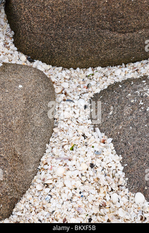 Sea shells lying on the sandy beach Stock Photo