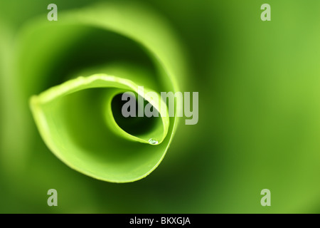 Abstract of water droplet on leaf of Skunk Cabbage (Lysichiton camtschatcensis) at Viginia Water, Surrey, United Kingdom Stock Photo