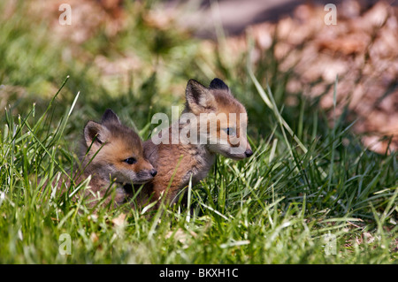 Baby Red Fox in Floyd County, Indiana Stock Photo - Alamy