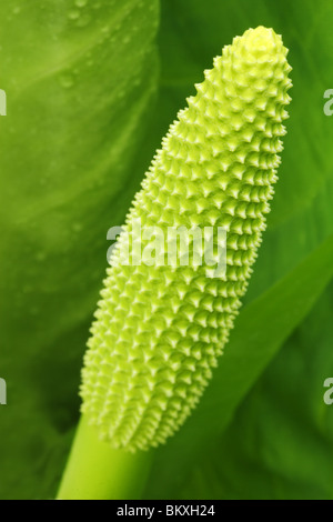Close up of the spike or spadix that bears the flowers of the White Skunk Cabbage or Lysichiton camtschatcensis. Stock Photo