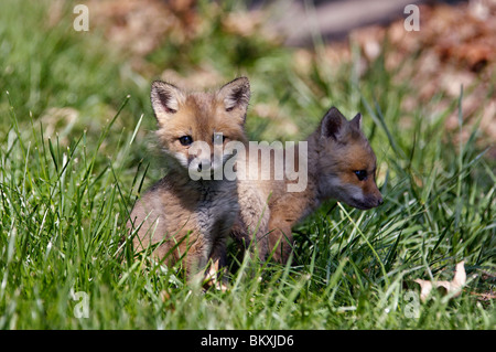 Baby Red Fox in Floyd County, Indiana Stock Photo - Alamy