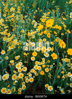 Carrizo Plain National Monument, CA: Desert field detail with Tidy-tips. California goldfields and coreopsis Stock Photo