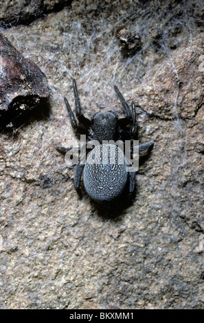 Ladybird spider female (Eresus cinnaberinus (=niger): Eresidae) France Stock Photo