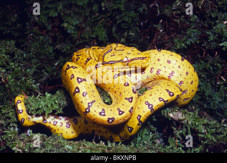 Juvenile green tree python (Morelia viridis), Lakekamu, Papua New Guinea Stock Photo