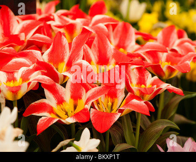 Greigii tulip 'Pinocchio' in flower Stock Photo