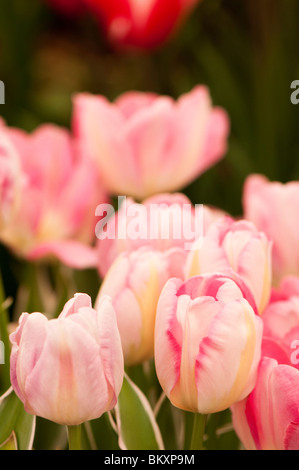 Triumph tulip 'New Design' in flower Stock Photo