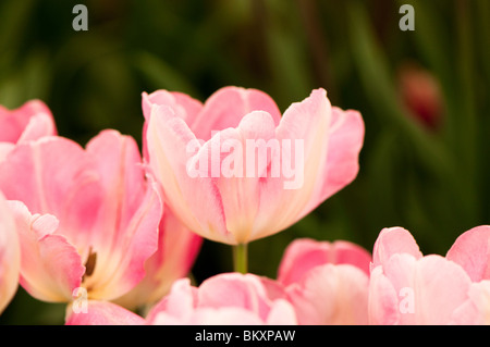 Triumph tulip 'New Design' in flower Stock Photo
