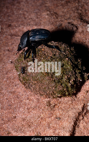 Dung rolling scarab beetle (Scarabaeus aeratus) female sitting on her ball that she has made too large to push Kenya Stock Photo