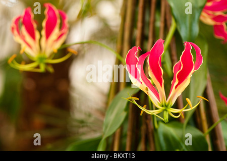 Gloriosa Rothschildiana, Glory Lily, in flower Stock Photo
