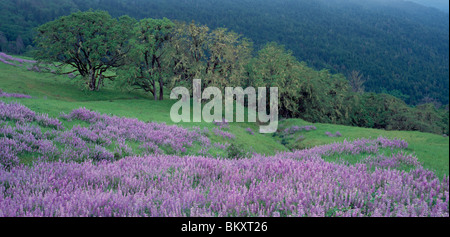Redwoods National Park, CA: Rolling hills with riverbank lupine and white oak trees on Bald Hills Road near Childs Hill Prairie Stock Photo