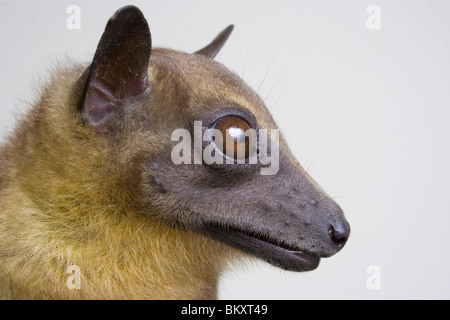 African straw-colored fruit bat (Eidolon helvum), coastal Kenya. Stock Photo