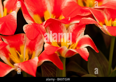 Greigii tulip 'Pinocchio' in flower Stock Photo