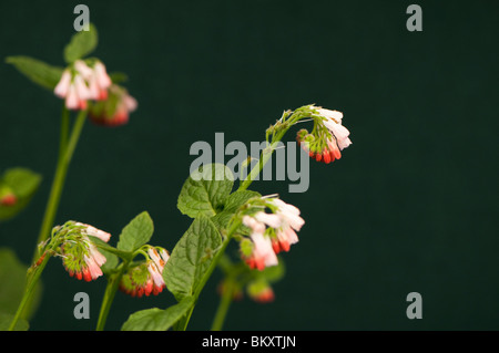 Dwarf comfrey, Symphytum grandiflorum, in flower Stock Photo