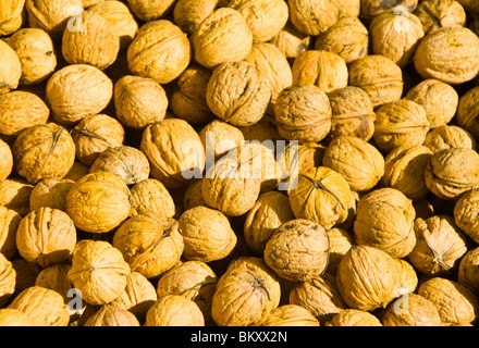 Life in New Zealand. Fishing, foraging, diving, gardening and sports. Freshly gathered walnuts drying in the sun (Walnut Tree : Juglans regia). Stock Photo