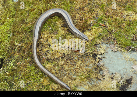 Slow-worm, Anguis fragilis, pregnant female with partially re-grown