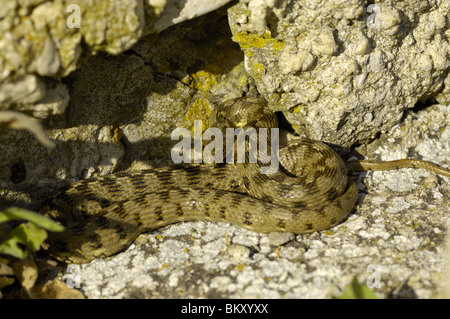 Coiled viperine water snake basking on rock Stock Photo