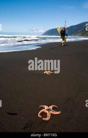 One man backpacks and surfs along a black sand beach with a starfish on The Lost Coast, California. Stock Photo