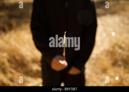 Man in black holds up a thin branch in a sunny, golden field at Yosemite National Park, California. Stock Photo